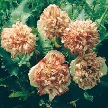 100 Flemish Antique PEONY POPPY MIXED Colors Papaver Peoniflorum Flower Seeds